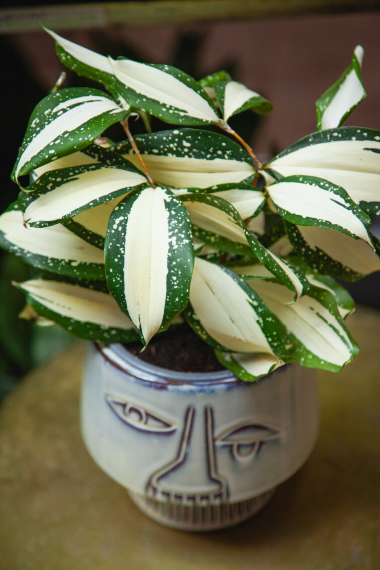 dracaena-milky-way_12x28-1_1757151708.jpg Zdjęcie rosliny doniczkowej Dracaena Milky Way, ujęcie 1
