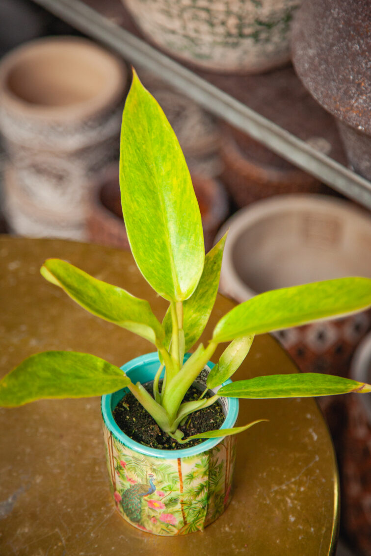 philodendron-calkins-gold_6x8-1_1758368069.jpg Zdjęcie rosliny doniczkowej Philodendron Calkins Gold, ujęcie 1