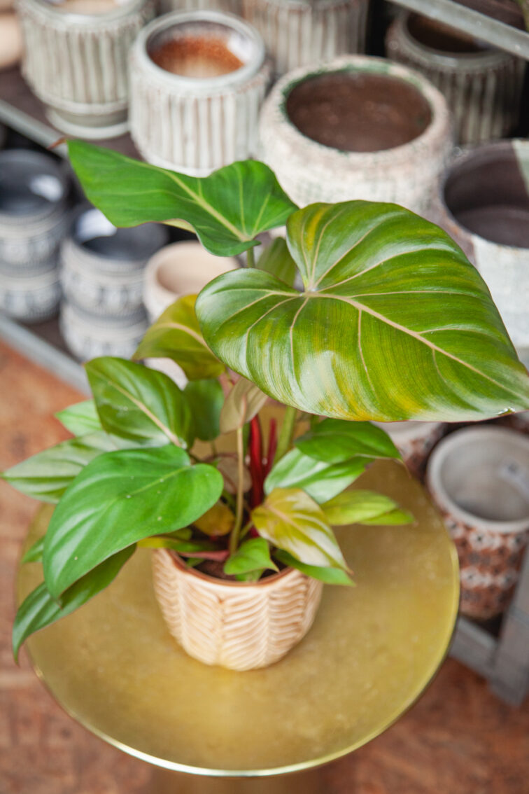 philodendron-summer-glory_12x30-1_1758364177.jpg Zdjęcie rosliny doniczkowej Philodendron Summer Glory, ujęcie 1