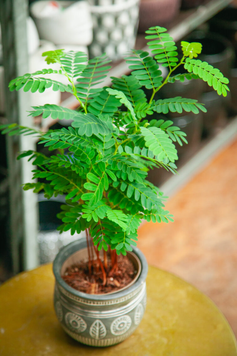 Zdjęcie rosliny doniczkowej Tamarindus indica, ujęcie 1