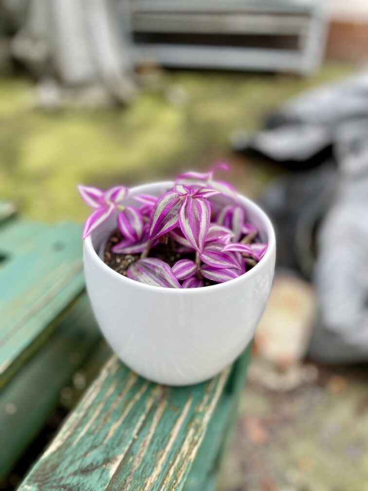 tradescantia-pink-paradise_9x15-1_1757158572.jpg Zdjęcie rosliny doniczkowej Tradescantia Pink Paradise, ujęcie 1